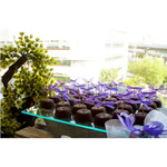 MESA DE POSTRES